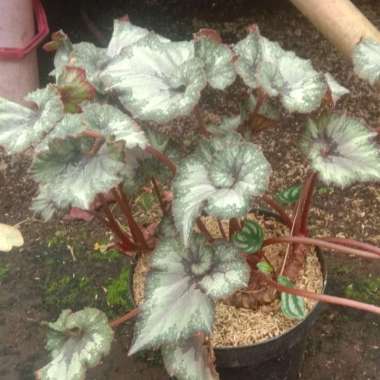 Tanaman Hias Begonia Spider Ukuran Jumbo