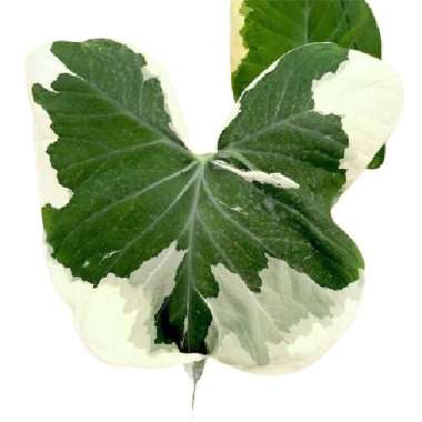 Tanaman Hias Keladi Tikus Varigata