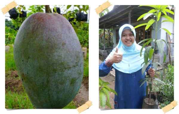 Bibit Tanaman Mangga Kiojay - Mangga ukuran Jumbo