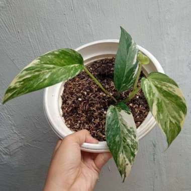 Jual Epipremnum Pinnatum Mint Variegata Rare - Multicolor di