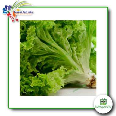 SAYUR SELADA BOKOR 500 Gram