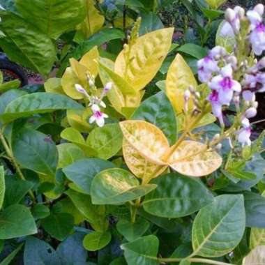 tanaman melati jepang--Tanaman melati jepang bunga -