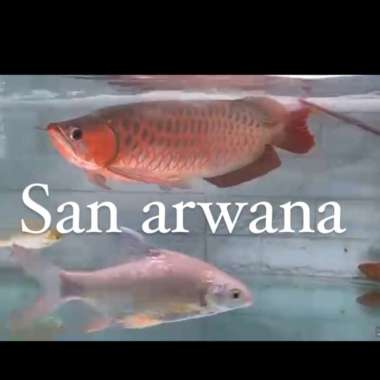 ikan arwana super red sumo