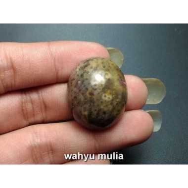 Batu Akik Fosil Kayu Aren Asli (kode:720) Coklat