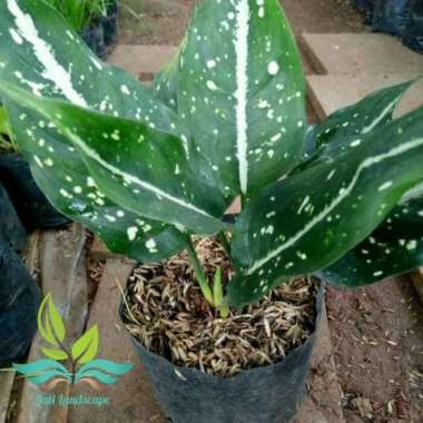 PROMO Tanaman hias aglonema srikit, blanceng srikit --