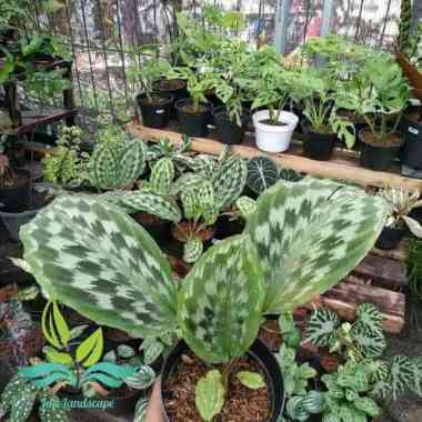 Tanaman Hias Calathea merak- Calathea Merak --