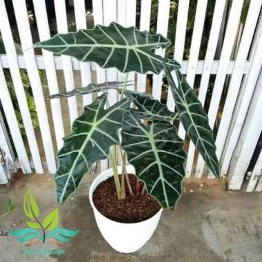 Tanaman Hias Keladi Amazon --