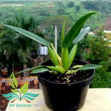 Tanaman Hias Philodendron Eceng Gondok- Philo Eceng Gondok --