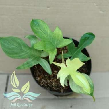 Tanaman Hias Philodendron Florida Ghost- Philo Florida Ghost --