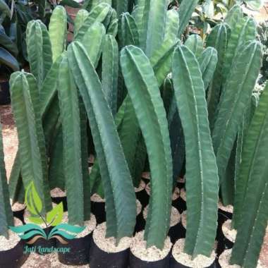 Tanaman Kaktus Koboi - Kaktus Belimbing --