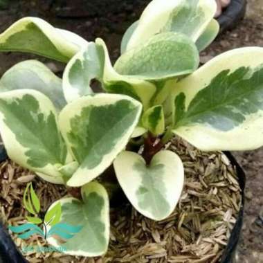 tanaman hias peperomia obtusifolia variegata-peperomia varigata --