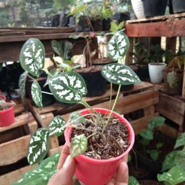 Jual Tanaman Hias Philo Melanochrysum Mican Melano Online April 2021 Blibli