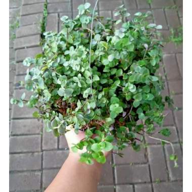 Jual Tanaman Hias Bunga Air Mata Pengantin Online April 2021 Blibli