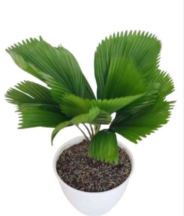 Tanaman hias bibit palem kipas - pohon palem kipas