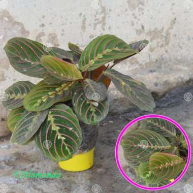 Tanaman Calathea Striped Pink