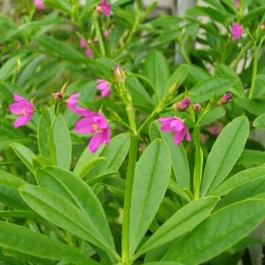 Tanaman Som Jawa ( Ginseng Jawa )