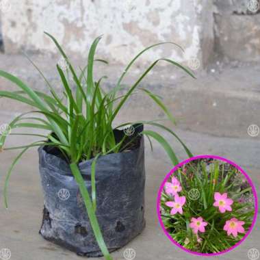 Tanaman Zephyranthes Pink