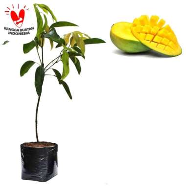 Bibit Mangga Arumanis 60cm