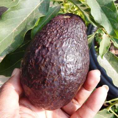 Tanaman Alpukat Hass