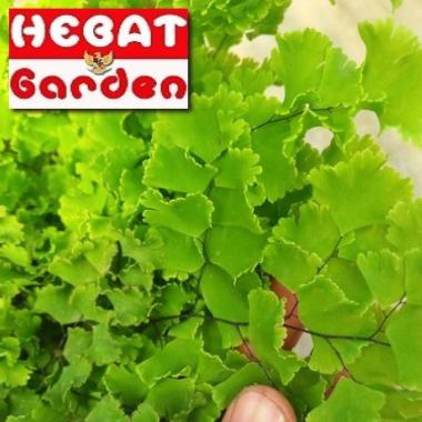Suplir Liviana daun kecil -adiantum radiantum