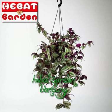 Tradescantia Zebrina - Gewor silver