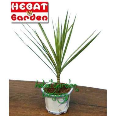 Dracena tricolor putih - dracaena white line