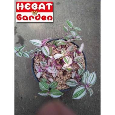 Tradescantia beauty Pink - Gewor pink - tradescantia tricollor