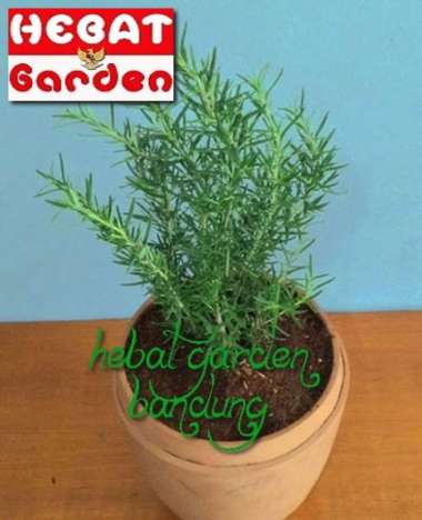 Tanaman lavender rosemary ukuran besar -Rosmarinus officinalis - hebat garden859