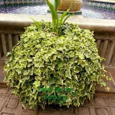 Tanaman hias gantung ivy varigata - hedera helix glacier renyah mengkilat - hebat garden C&K