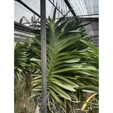 anggrek vanda plant jumbo