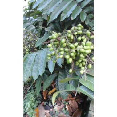 Paket 3 bibit buah matoa super