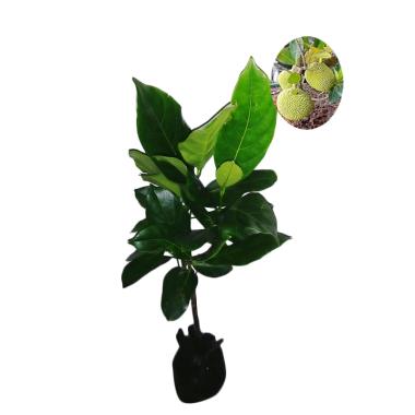 BIBIT TANAMAN Nangka Mini Madu