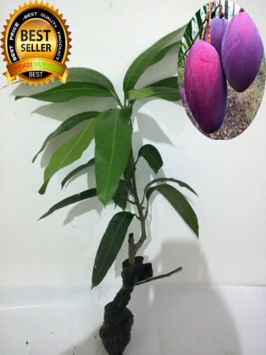 BIBIT TANAMAN Buah Mangga Irwin