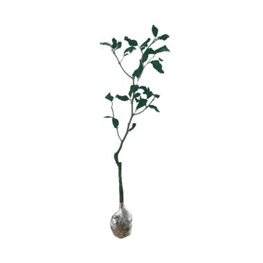 Bibit Murah Apel India Putsa Bibit Tanaman