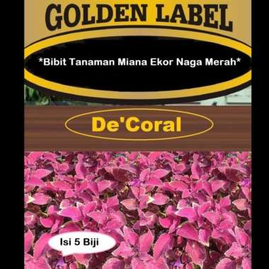 Bibit Tanaman Miana Ekor Naga Merah | Benih Miana Ekor Naga Merah