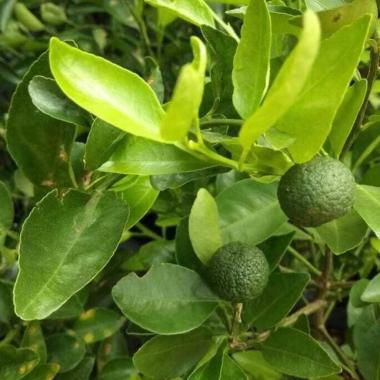 produsen bibit pohon jeruk limau limo sambal