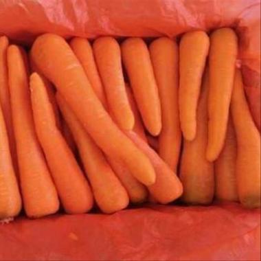 Harga wortel per kg