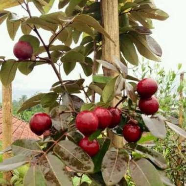 harga Bibit Tanaman buah Kelengkeng Merah-ruby longan Blibli.com
