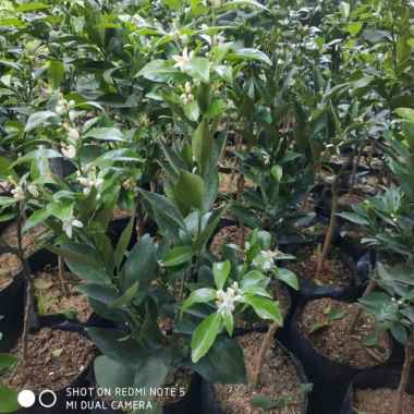 bibit jeruk santang madu sudah berbuah