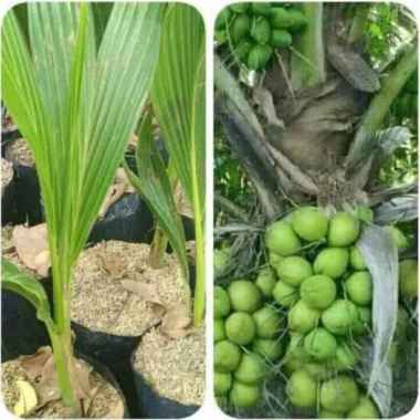 TERLARIS Bibit tanaman kelapa kelapa hibrida
