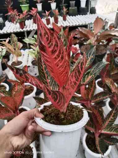 Aglonema POS Pride Of Sumatera/ Red Sumatera