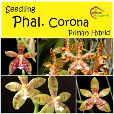 Anggrek Seedling Phalaenopsis Corona phal ph bulan bibit primery primary hybrid pra remaja amboinens