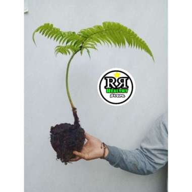 TERBARU tanaman hias pakis monyet terbaik