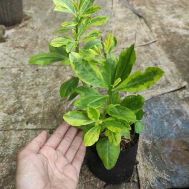 Tanaman Ginseng Som Jawa Varigata