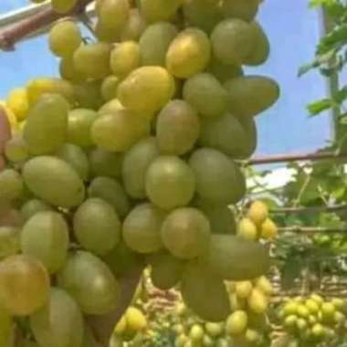 Bibit anggur hijau tanpa biji