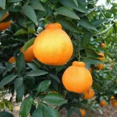 bibit murah jeruk dekopon