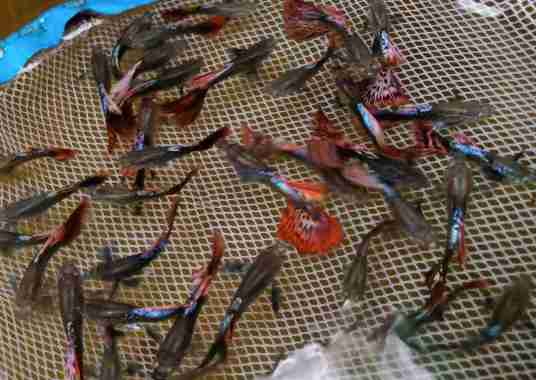 Guppy dragon big ear