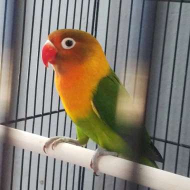 Jual Beli Burung Lovebird - Harga Termurah Januari 2023 | Blibli