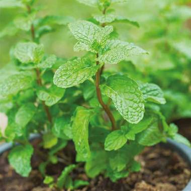 Jual Daun Mint Terbaru Harga Murah Blibli Com