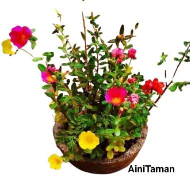 Tanaman Bunga Mossrose Portulaca / Tanaman Hias Bunga Krokot Gelang